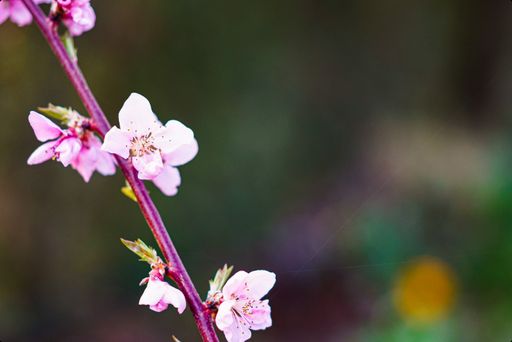 A closeup shot of pink sakura flowers on a blurred background