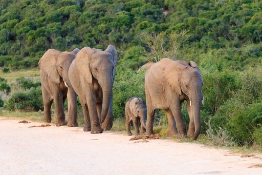 A herd of elephants walking along a dirt road in a lush green landscape. Addo elephant national park