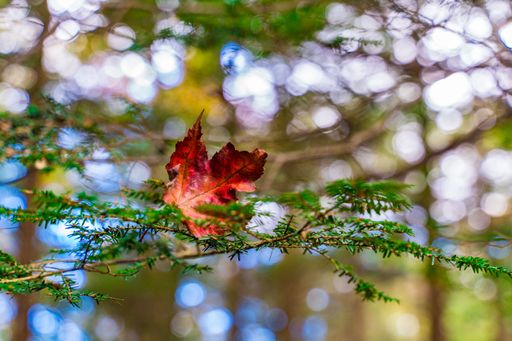 A close-up of a red autumn leaf caught on a green pine branch with a bokeh background