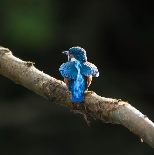 A vibrant kingfisher perched on a tree branch in a natural setting