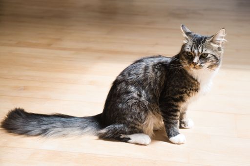 A tabby cat sitting on a wooden floor with sunlight streaming in