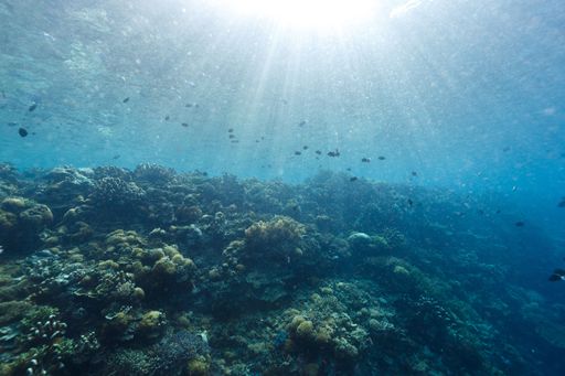 Underwater view of a vibrant coral reef with various fish swimming under sun rays