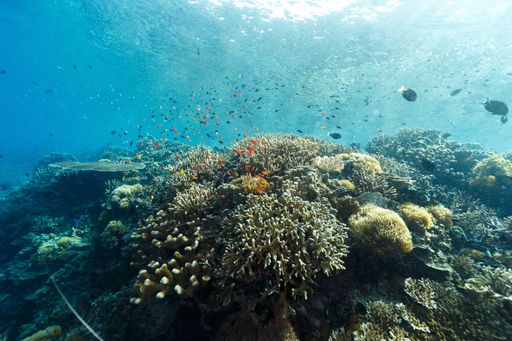 A vibrant underwater scene of a coral reef with various colorful fish in clear blue water.