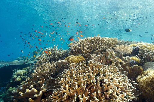 Underwater view of a vibrant coral reef with various fish swimming under sun rays