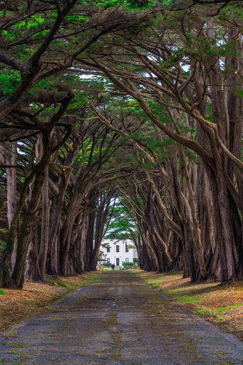 A Pathway lined with tall trees leading to a white building in the distance, with lush green foliage.