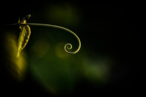 A curling vine making a spiral in the blurred background