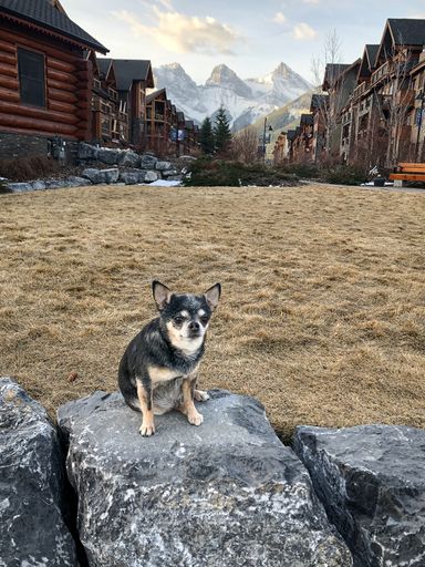 A vertical shot of a cute small dog sitting on a rock with the Three Sisters visible behind it in Canmore, Canada