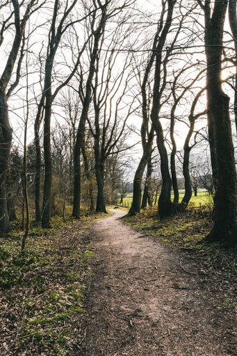 A vertical shot of a narrow pathway surrounded by tall leafless trees