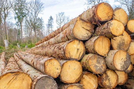 A pile of tree logs in a forest - deforestation concept