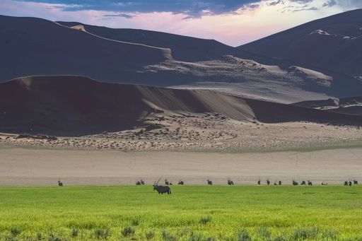 Namibia, the Namib desert in the Dead Valley, an oryx  in the red dunes