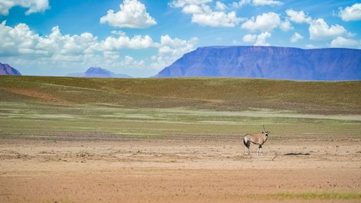 Namibia, oryx  standing in the savannah, male animal