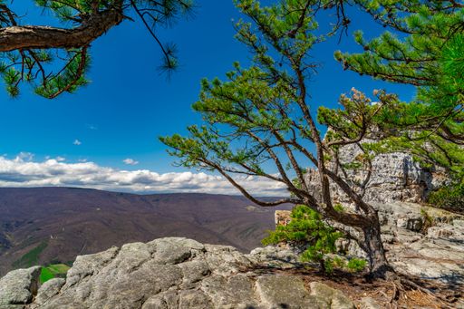 A scenic view from a cliff with green pine trees and a clear blue sky. Chimney Top, West Virginia
