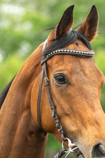 Close-up of a brown horse with a bridle and green blurred background