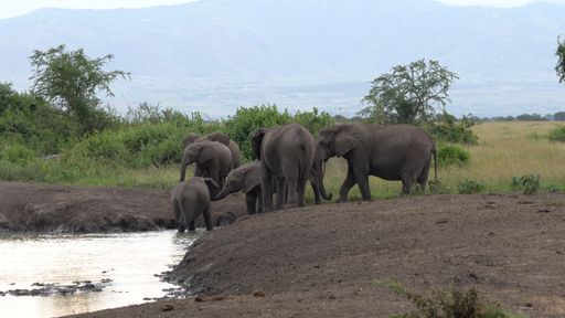 The African elephants (Loxodonta africana), Queen Elizabeth National Park, Uganda