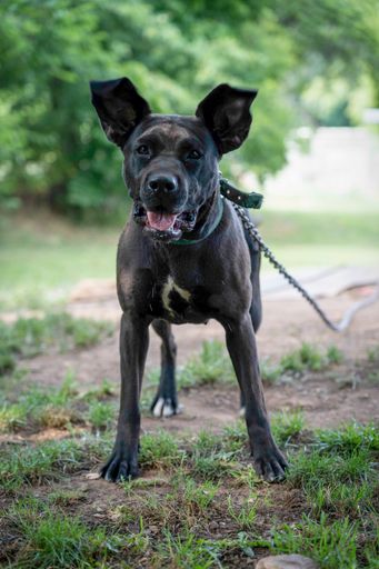 An excited black labrador with its ears standing up after jumping