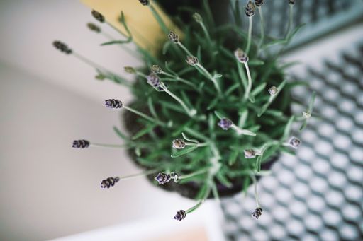 Top view of a potted lavender plant with fresh green leaves and budding flowers