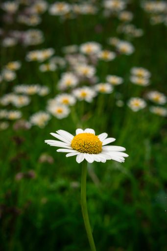 A close-up of a single daisy flower in a field with a blurred background of other daisies