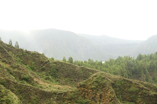 A low angle shot of the tree-covered hill and mountains on a foggy day