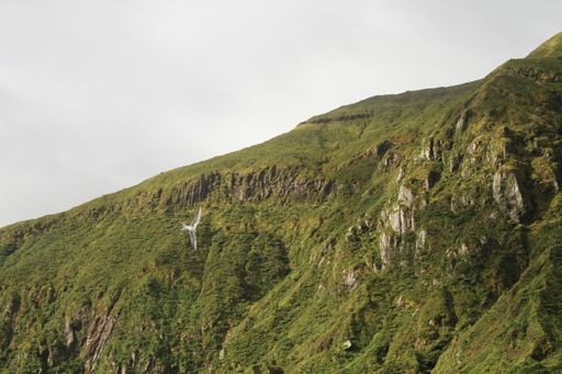 A low angle shot of the tree-covered hill and mountains on a foggy day