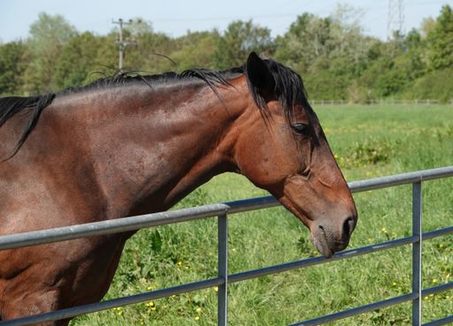 A closeup shot of a beautiful brown horse in the green field behind a metal fence