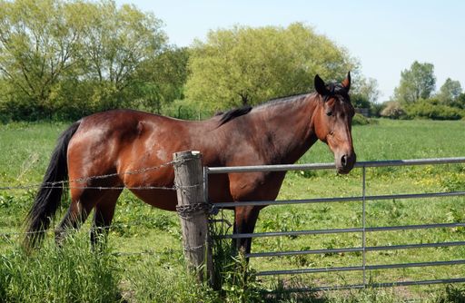 A beautiful brown horse in the green field behind a metal fence