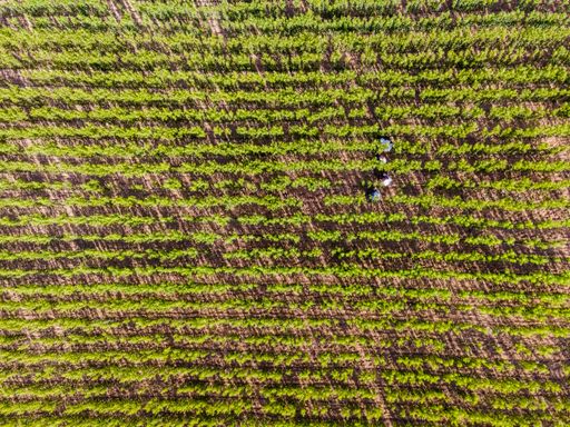 A top view of cultivation of fresh fruit tree saplings