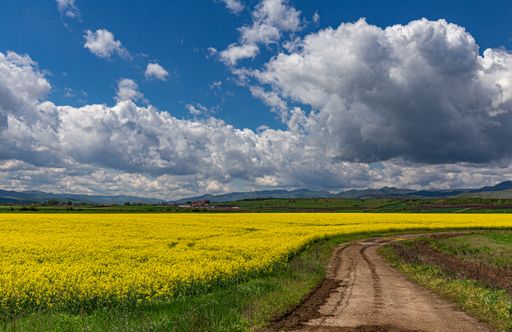 A beautiful view of a road surrounded by blossomed yellow flower fields under the cloudy blue sky