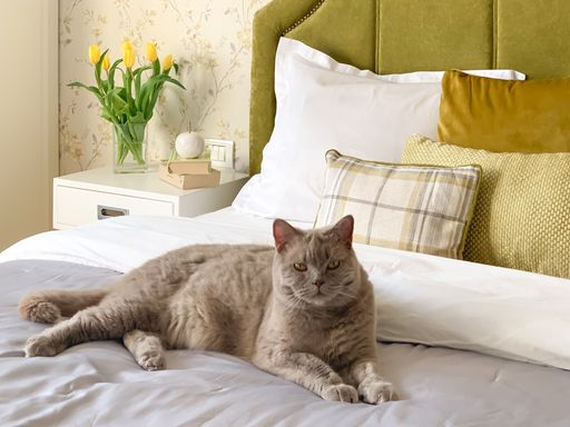 A beautiful fluffy adorable brown cat laying on the bed