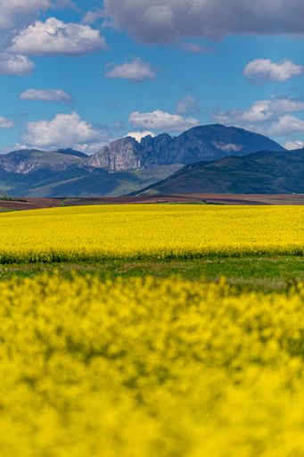 A beautiful view of the blossomed yellow flower field surrounded by mountains