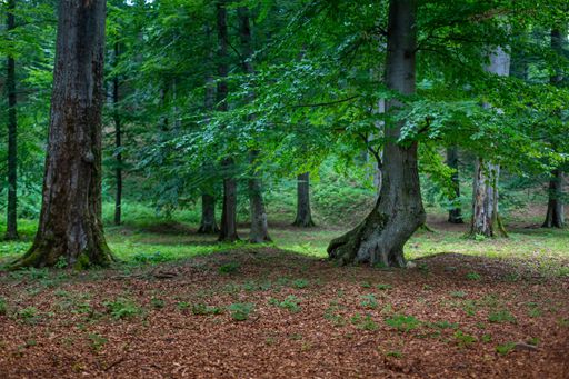 A beautiful view of the tall green trees in the woods