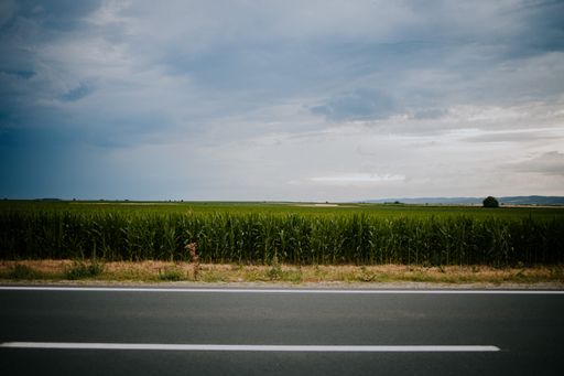 A beautiful shot of a corn plantation next to the road
