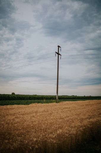 A vertical shot of a big open wheat field with a utility pole in the middle under the cloudy blue sky
