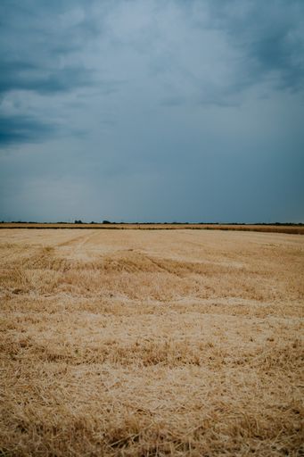 A vertical shot of a big beautiful open hay field under a bright blue cloudy sky