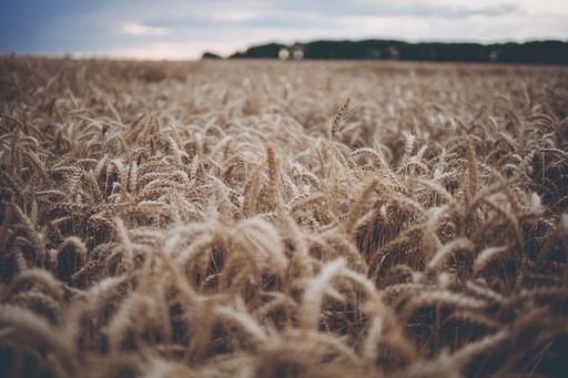 A selective focus shot of ripen wheat grains in the wheat field