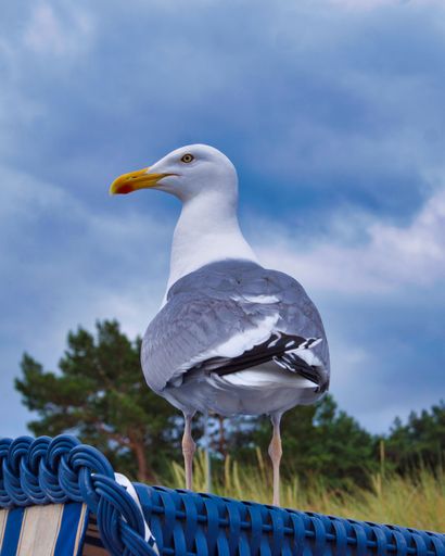 a vertical shot of an adorable seagull standing on a fence on the cloudy sky background