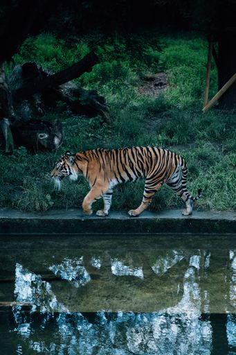 A vertical shot of a tiger walking along the curb amid vegetation near the clear water