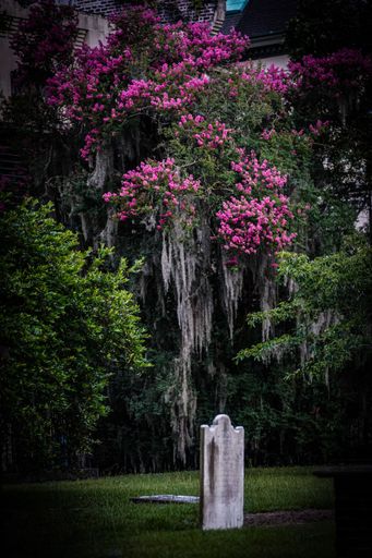 A vertical shot of a single tombstone graveyard marker with a flowering tree and Spanish Moss in the background