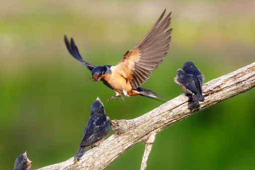 A vibrant image of a barn swallow feeding its chicks on a tree branch against a blurred green background