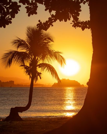A silhouette of a palm tree against a golden sunset over the ocean