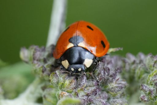 Close-up of a ladybug on a plant with a blurred green background