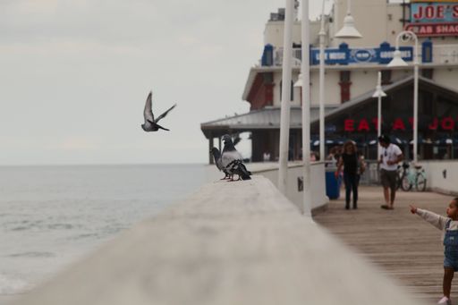 A child pointing at the dove while it flies away in Daytona Beach