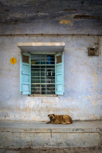 A vertical shot of a dog lying under an old window of a house