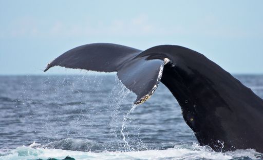 A close-up view of a whale's tail emerging from the ocean water on a clear day