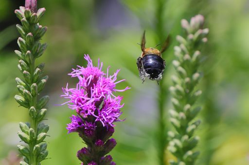 A close-up shot of a bee covered in pollen flying near purple flowers in a garden