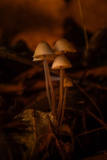 Small mushrooms growing amongst autumn leaves in a forest with a warm, soft-focus background.
