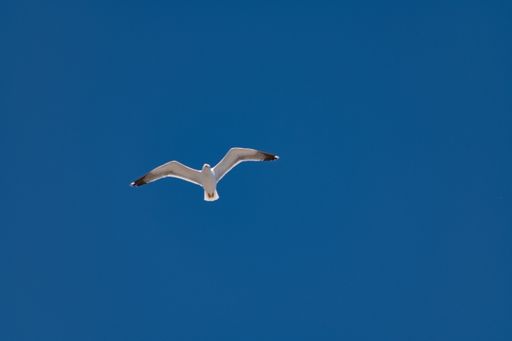 A scenic view of a seagull flying on blue sky background in Essaouira, Morocco