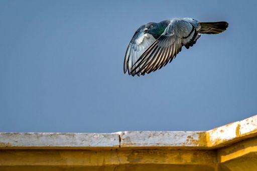 A close-up shot of a rock pigeon in flight against a clear blue sky. Doha, Qatar
