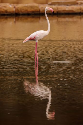 A probably non-breeding, adult Greater flamingo, alarmed and alert, stretching up its neck watching for possible danger. Salina Nature Reserve, Malta.