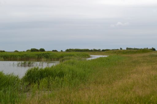 A serene landscape of a grassy wetland with a cloudy sky in the background. Jutland, Denmark