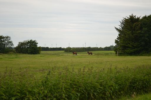 A grassy field with two horses grazing, and wind turbines in the background. Jutland, Denmark